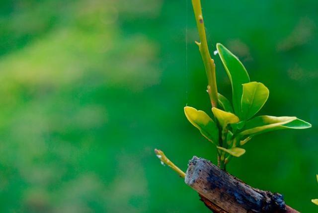 潜藏|人生有四喜,为何宅子也有“四喜”?经验背后几分智慧潜藏?