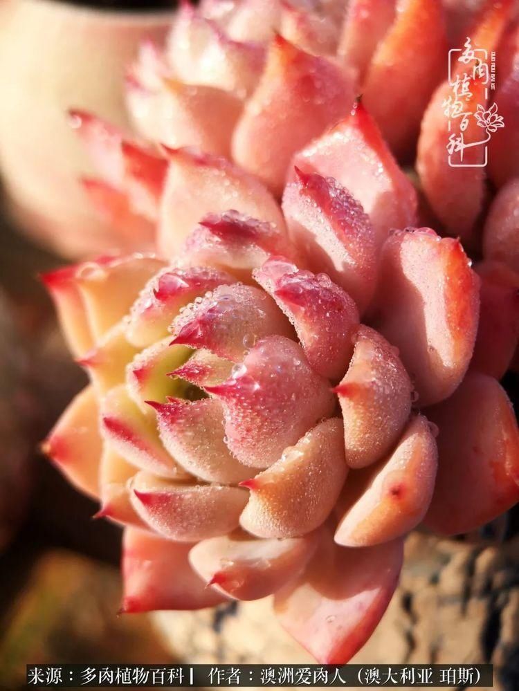 血放|多肉让你把血放，文玩掏空你家当，你要在哪个坑里乘风破浪？