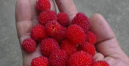 草莓|四种“洗不干净”的水果,全吃过的都是牛人,我只吃过杨梅!