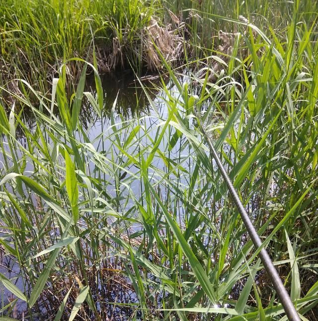  脱钩跑鱼|野钓时连续跑鱼，有哪些原因，浅谈一下个人见解
