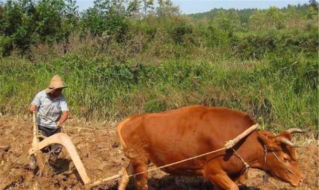  俗语|古语：“少不看水浒，老不看三国”，后半句更经典，却少有人知