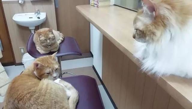  猫咪|只为开猫咪咖啡馆，女子日均开销不到15元，34岁前买下3栋楼！