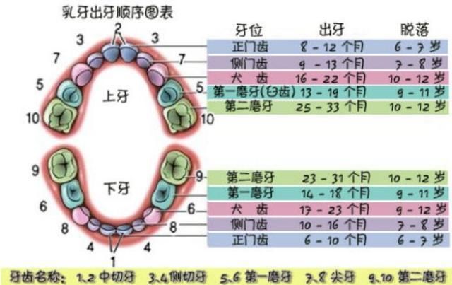  牙长|宝宝的出牙时间是否达标？对照图来了，来看看你娃的牙长对了没