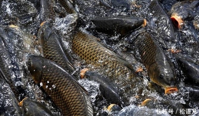 鲤鱼|鲤鱼在南方一文不值,几乎没人吃,白送也不要,你知道为什么吗?