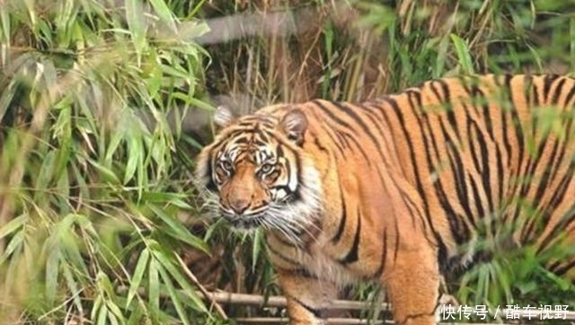 两国|食人虎：流窜两国吃了436人，猎人将其击杀后才发现吃人原因