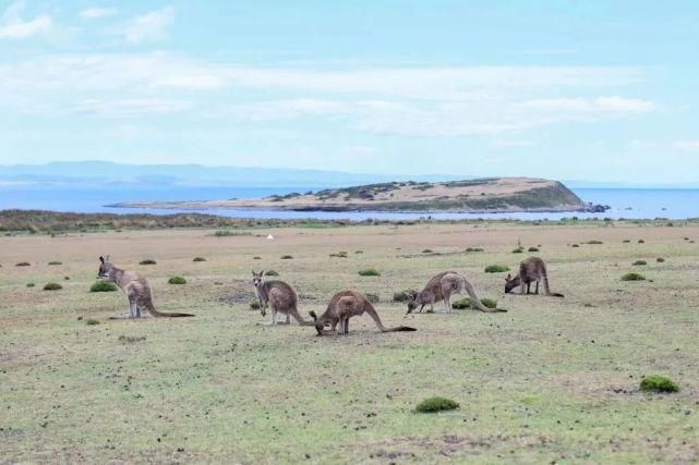  风景|塔斯马尼亚 | 世界尽头那颗绿色的心，是我念念不忘的风景