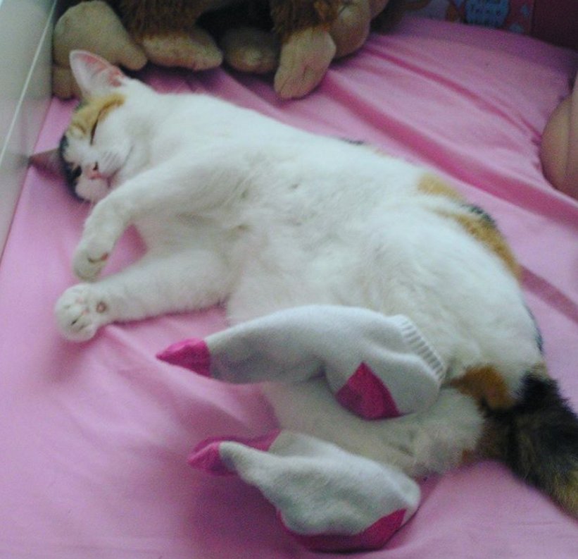 爸妈|爱猫身患癌症，女孩坚决让爸妈掏钱切它耳鼻，13年陪伴比钱重要