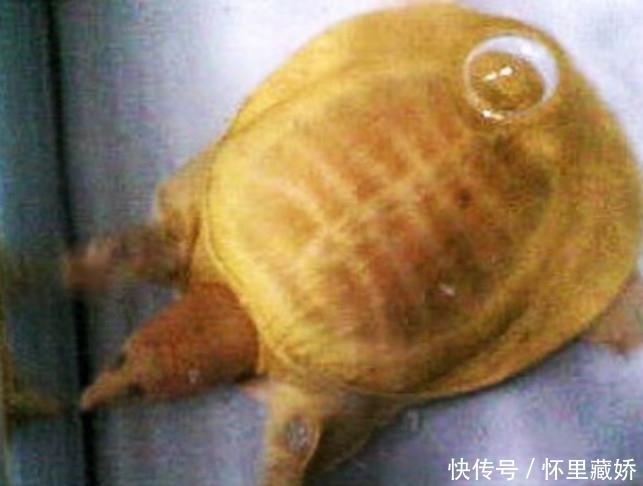 小乌龟|女子意外捡到黄色龟，养了半月，放生时却发生了很奇怪的事情