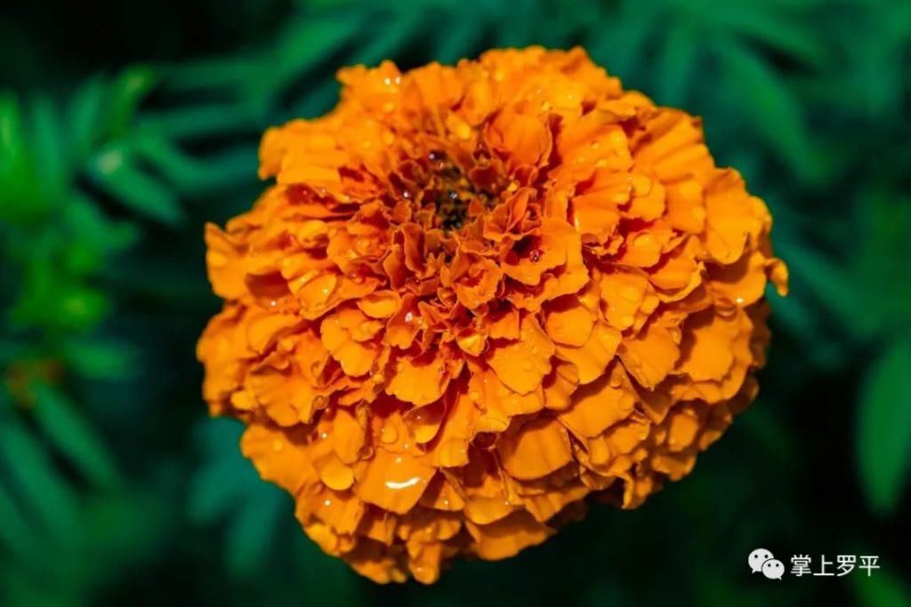  平城|免费！罗平城边万寿菊花海上线，美得没朋友了...