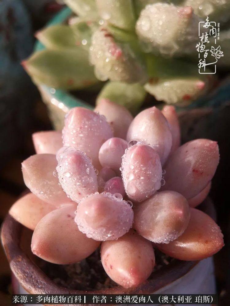 血放|多肉让你把血放，文玩掏空你家当，你要在哪个坑里乘风破浪？