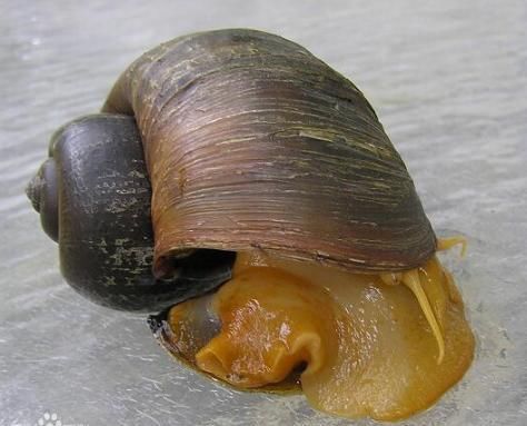  当成|洱海惊现外来物种，携带6000多条寄生虫，却被国人当成餐桌美味