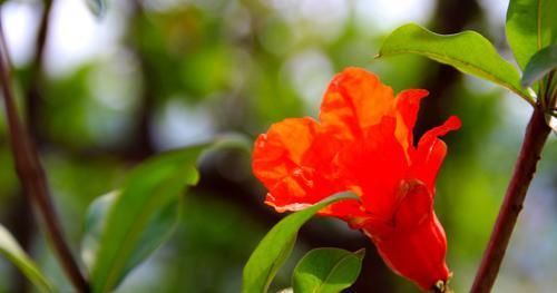  时常|最值得信赖的4大生肖，成熟踏实有上进心，时常给老婆带来惊喜