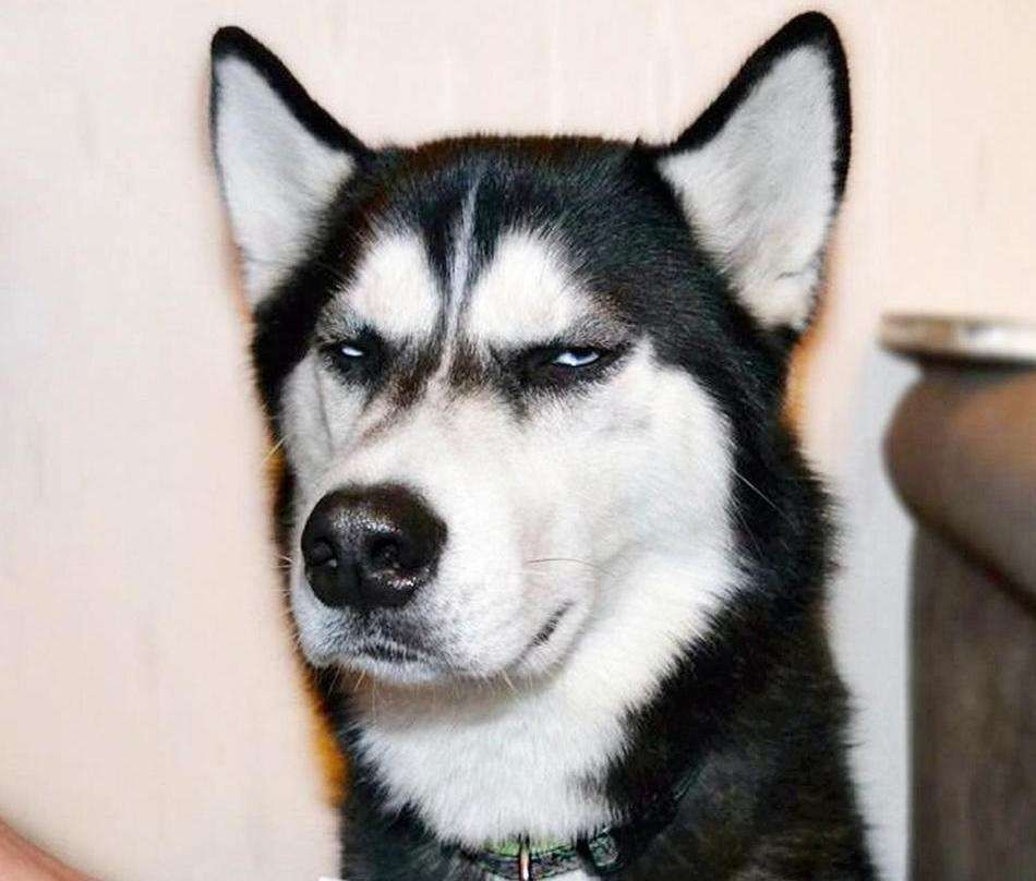 人养|国内8种超多人养的网红狗狗，你家狗狗在其中吗？容易养吗？