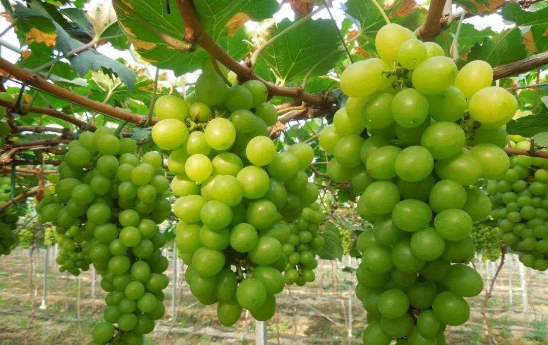 8月大量上市,是最贵的八种葡萄之一,进口
