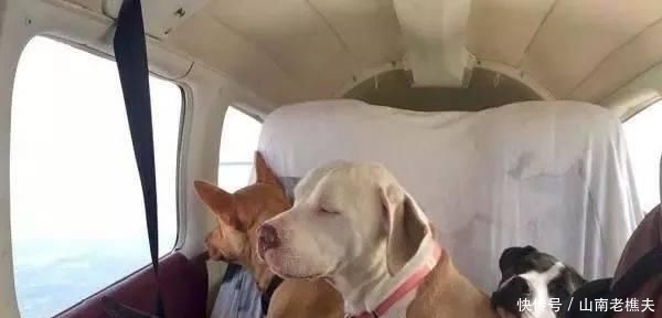  贷款|工程师贷款买飞机，2年来救助上千只毛孩，帮助它们逃离安乐死