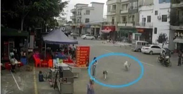  追逐|两狗追逐狗绳绊倒老人致其身亡，专家：女孩不构成犯罪但有民事责任