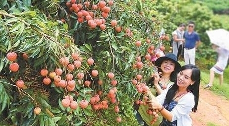 男子|男子偷荔枝摔断腿，家属索要赔偿，果农一句话让所有人都沸腾了！