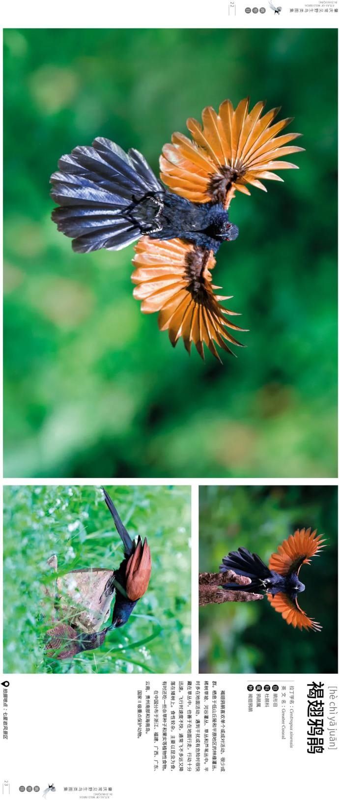 野生鸟类|艺术照曝光!肇庆竟藏有这么多野生“精灵”,很多没见过……