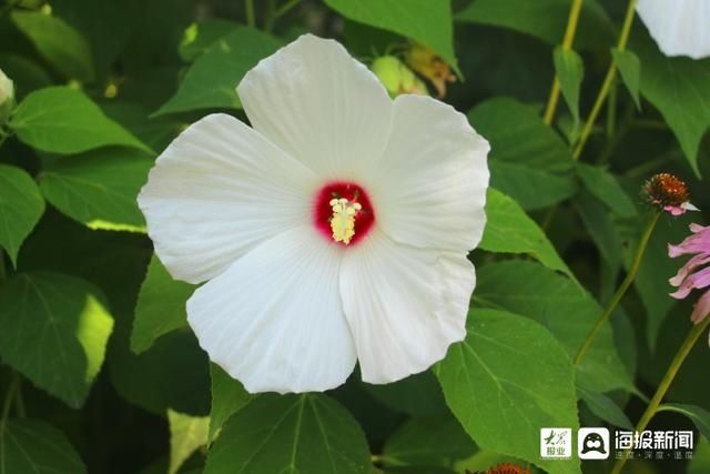  垦利|i东营·影像｜垦利区植物园内五彩缤纷好风光