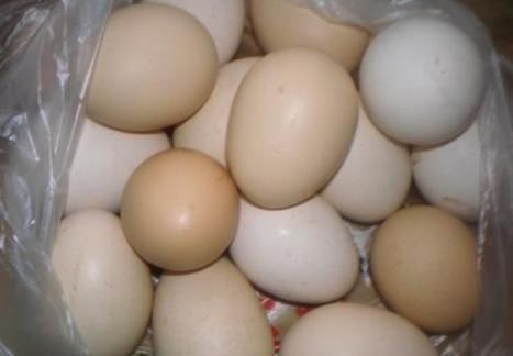 养殖户|买鸡蛋时,该挑红皮的还是白皮的?养殖户透露秘诀,这样挑才对