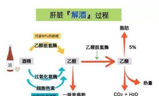 酒精|白酒和啤酒,哪个更健康医生提醒这样喝酒,身体健康危害小