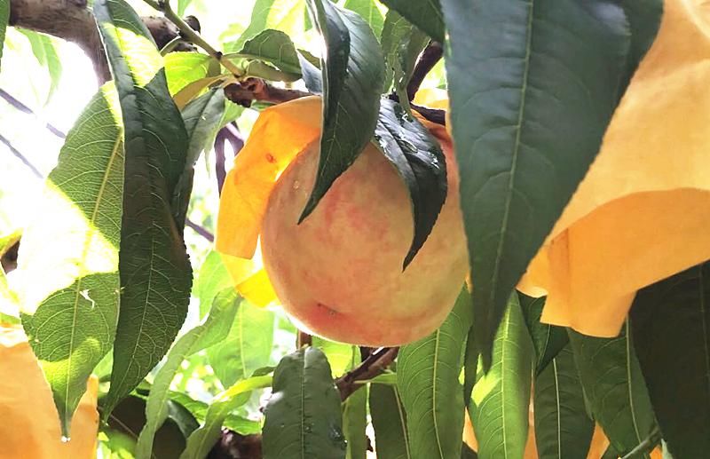 产销|品牌保护与产销指导并举阳山桃农：我们的生活比蜜桃还甜