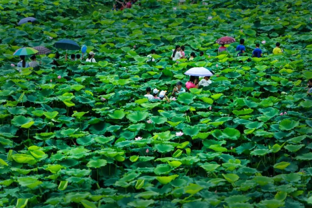  湛江市坡头区摄影协|映日荷花醉「乾塘」