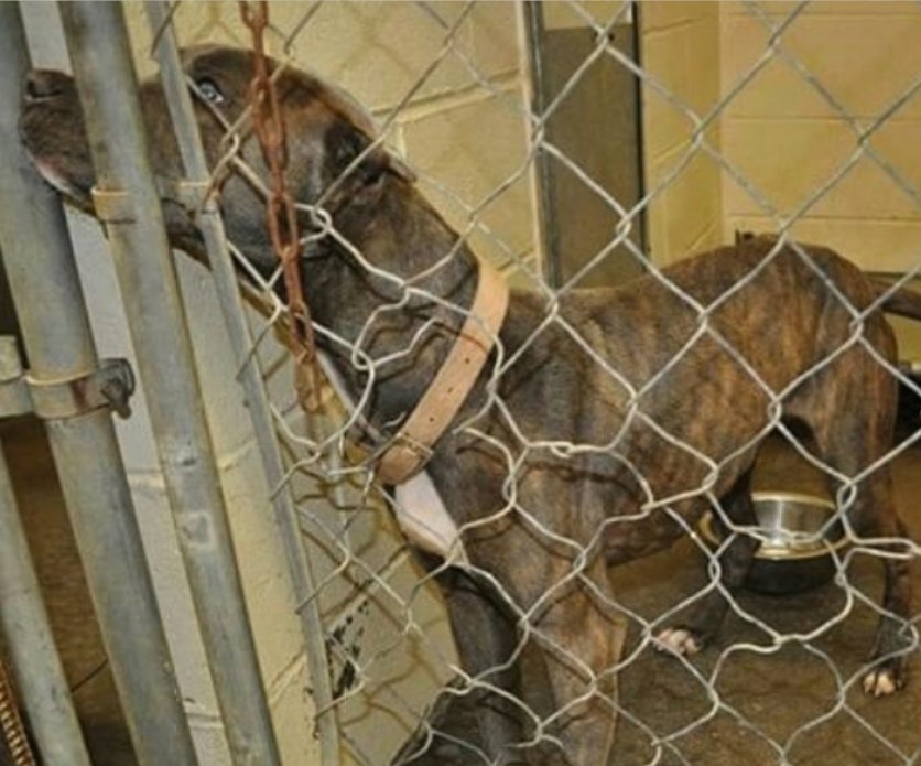 改过自新|男子有很多恶习,狗狗却帮助他改过自新,他们一起同甘共苦