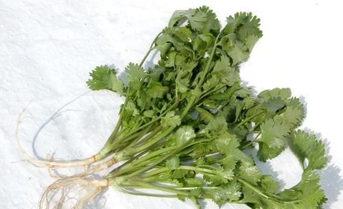 三大|风味大不同?认识三大香菜:芫荽、鸭儿芹、香芹