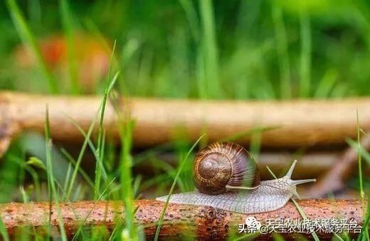 虫害|火龙果常见虫害高清图谱