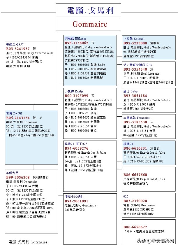 闪电|这可能是关于盖比大名鸽闪电号“前世今生”最齐全的资料