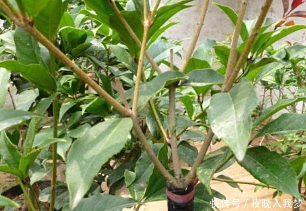 扦插|9月养桂花,一夜间十里飘香!选些枝干扦插,30天就能移栽