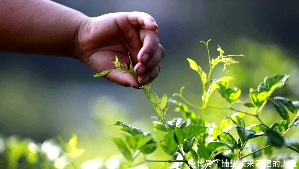 称为|一种藤本植物,被称为“土家神茶”,富含硒元素,能卖79元1一斤