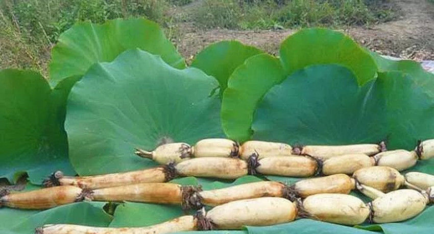  区别|在菜场买莲藕，才知道“9孔”和“7孔”的区别，终于不花冤枉钱了