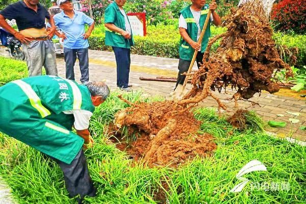 树木|济宁曲阜市园林管理中心雨住不停歇全力整修倒伏树木