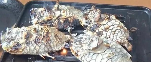 无可奈何|最“坚硬”的鱼,菜刀都对它无可奈何,想吃到它不容易啊