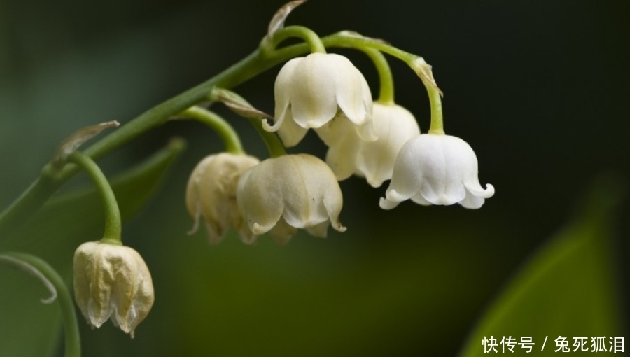 全身|九月下旬开始,好事如云,好运弥漫绕全身,贵人运红火的生肖