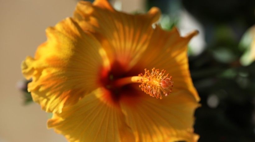  中旬|7月中旬，前缘消散不在仿徨，告别旧爱，放眼明天的四大生肖