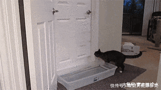 GIF|爆笑GIF: 大哥, 你们公司还缺程序员吗? 不知道俺现在去学, 还来得急不?