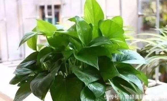 夏季|夏季在家盆栽植物担心养不好?不如选这3款,天热照样好养活