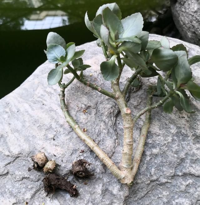  玉树|下雨天，花最容易烂根，剁掉还能活