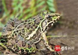 国家二|浙江男子猎捕三只虎纹蛙获刑，律师：有的动物抓1只判10年