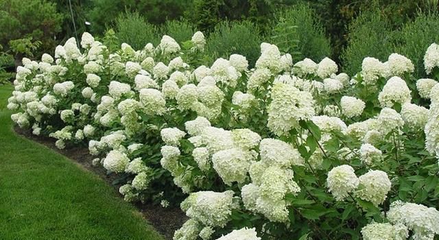  修剪|托尼老师教您修剪绣球花，记住简单两点，拿剪刀的手再也不抖啦