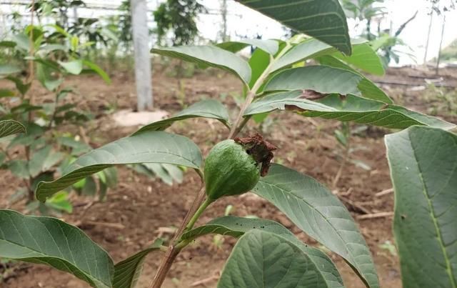  水果|鼓掌！多种热带水果在公安“安家”