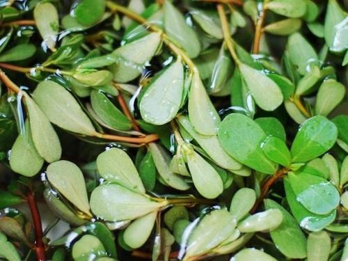  慢跑|很多人把当杂草，却是清肠菜，一盘抵得上慢跑一小时，体重嗖嗖2位数