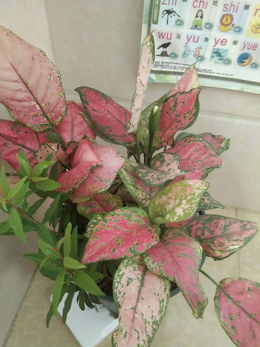 养耐|秋天光照不如夏天强，适合养耐阴花，叶子美得像油画