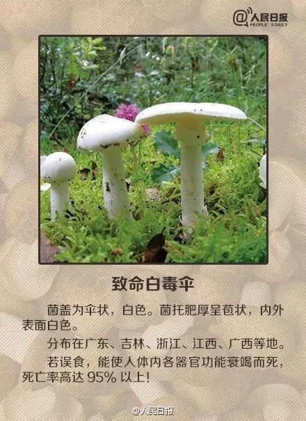  毒蘑菇|青岛疾控紧急提醒！已有多人中招！