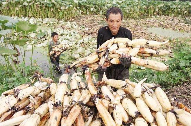  好吃|去菜市场买菜，首选这10种蔬菜，清炒炖汤都好吃，抵抗力强易存放