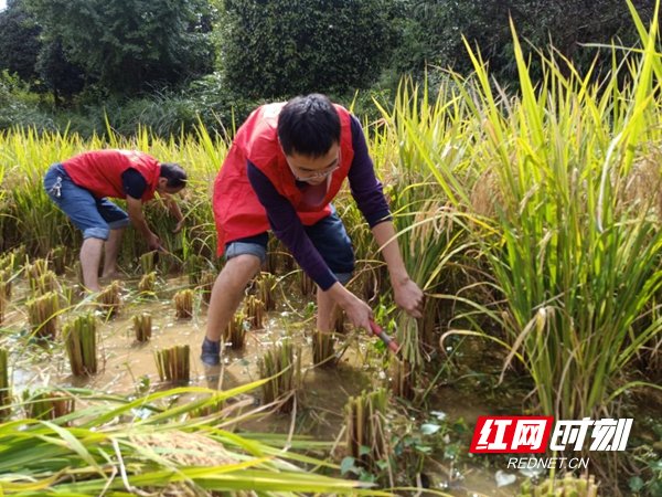 水稻|团县委组织团员青年志愿者助农抢收水稻