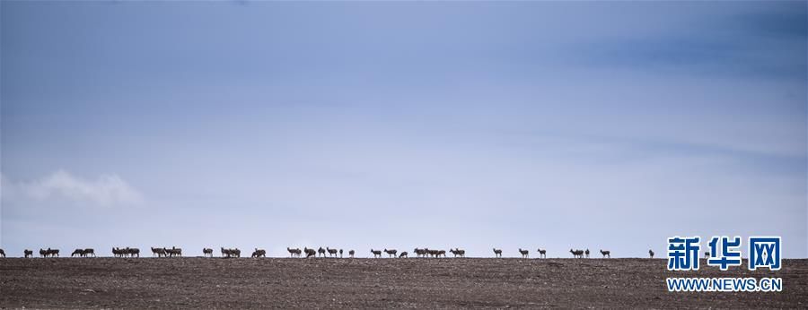 藏羚羊|杀人逃犯被抓，索南达杰的事业未有竟期